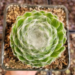 Sempervivum 'Hurricane' Succulent Live Plant - Drought-Tolerant, Easy Care - Image 8