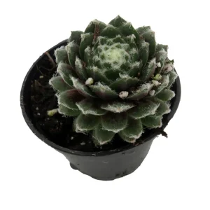 Sempervivum Nerdy Nelly Live Plant – Hens & Chicks Succulent – 2 inch Pot – Outdoor Hardy - Image 2