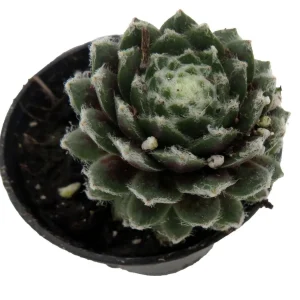 Sempervivum Nerdy Nelly Live Plant – Hens & Chicks Succulent – 2 inch Pot – Outdoor Hardy - Image 3