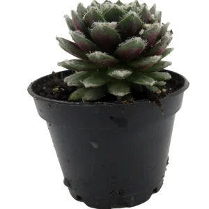 Sempervivum Nerdy Nelly Live Plant – Hens & Chicks Succulent – 2 inch Pot – Outdoor Hardy - Image 1