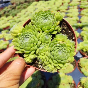 Sempervivum Soboliferum Succulent Plant - Hardy Live Succulent - Image 2