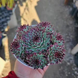 Sempervivum Wilderness Glow Live Plant – Hens & Chicks Succulent – Colorful Houseleeks – 2in or 4in Pot - Image 2