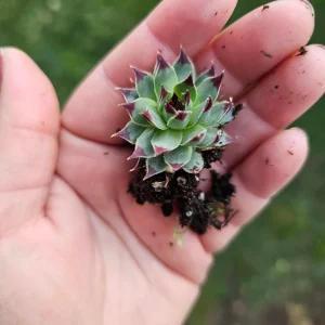 Sempervivum Wilderness Glow Live Plant – Hens & Chicks Succulent – Colorful Houseleeks – 2in or 4in Pot - Image 3