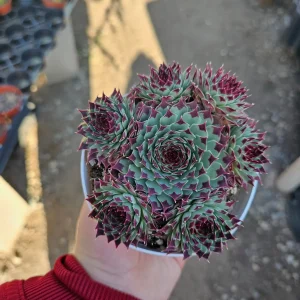Sempervivum Wilderness Glow Live Plant – Hens & Chicks Succulent – Colorful Houseleeks – 2in or 4in Pot - Image 1