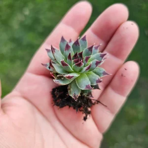 Sempervivum Wilderness Glow Live Plant – Hens & Chicks Succulent – Colorful Houseleeks – 2in or 4in Pot - Image 5