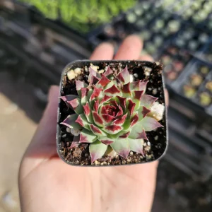 Sempervivum Wilderness Glow Live Plant – Hens & Chicks Succulent – Colorful Houseleeks – 2in or 4in Pot - Image 8