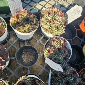 Sempervivum Wildnerness Glow Live Plant – Hens & Chicks Succulent – 2in or 4in Pot - Image 4