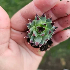 Sempervivum Wildnerness Glow Live Plant – Hens & Chicks Succulent – 2in or 4in Pot - Image 6