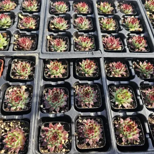 Sempervivum Wildnerness Glow Live Plant – Hens & Chicks Succulent – 2in or 4in Pot - Image 7