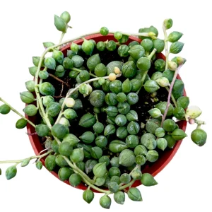 Senecio 'Angel Tears' Variegata Succulent Live Plant - Drought Tolerant - Image 3