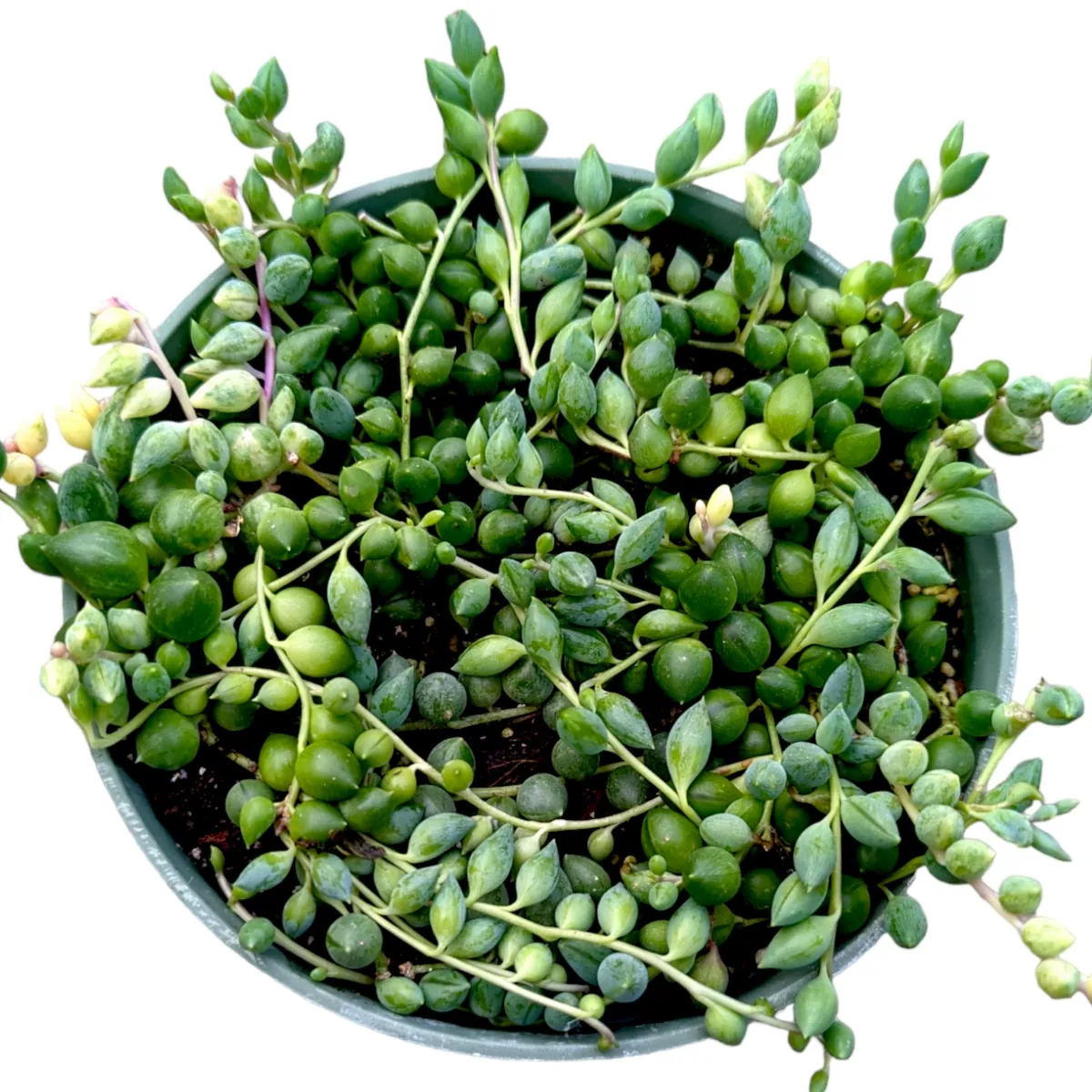 Senecio 'Angel Tears' Variegata Succulent Live Plant - Drought Tolerant - Image 4