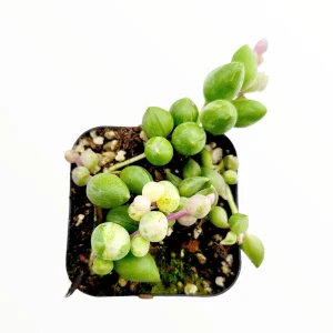 Senecio 'Angel Tears' Variegata Succulent Live Plant - Drought Tolerant - Image 5