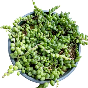 Senecio 'Angel Tears' Variegata Succulent Live Plant - Drought Tolerant - Image 7