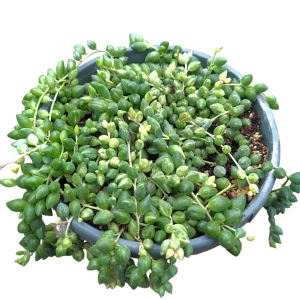 Senecio 'Angel Tears' Variegata Succulent Live Plant - Drought Tolerant - Image 8