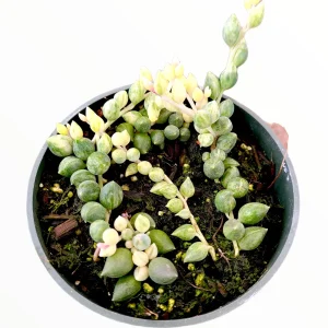 Senecio 'Angel Tears' Variegata Succulent Live Plant - Drought Tolerant - Image 9