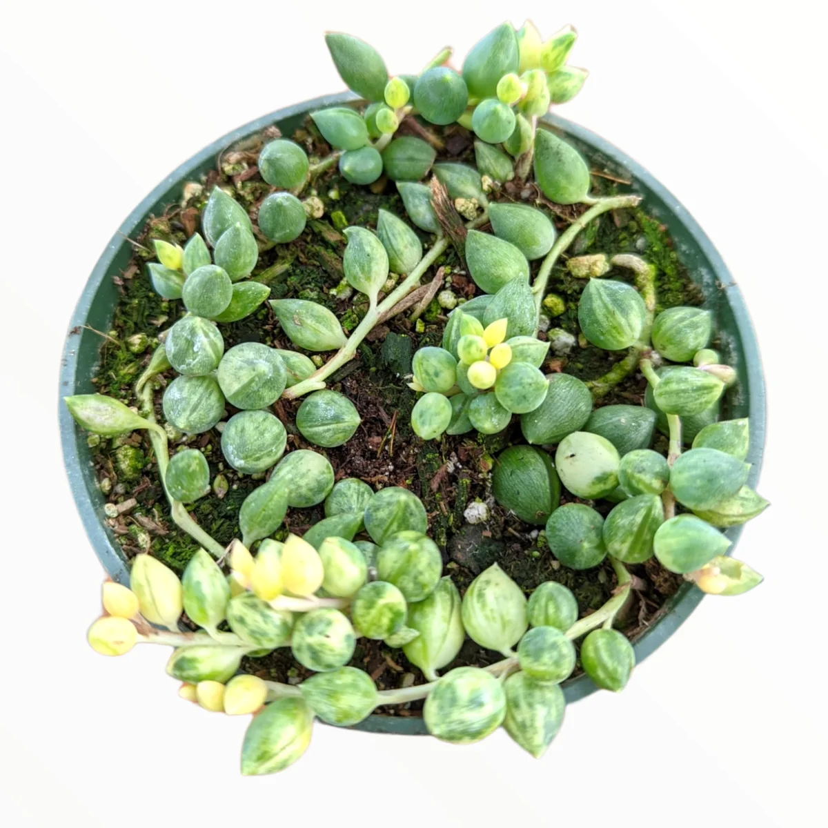 Senecio 'Angel Tears' Variegata Succulent Live Plant - Drought Tolerant - Image 1