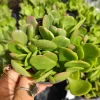 Senecio Jacobsenii Trailing Jade Succulent Plant - Easy Care Potted Houseplant - Image 1
