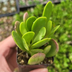 Senecio Jacobsenii Trailing Jade Succulent Plant - Easy Care Potted Houseplant - Image 3