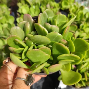 Senecio Jacobsenii Trailing Jade Succulent Plant - Easy Care Potted Houseplant - Image 1