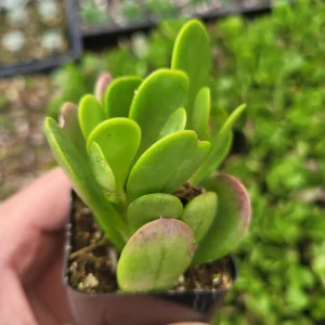 Senecio Jacobsenii Trailing Jade Succulent Plant - Easy Care Potted Houseplant - Image 4