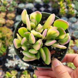 Senecio Jacobsenii Trailing Jade Succulent Plant - Easy Care Potted Houseplant - Image 7