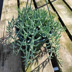 Senecio radicans Hybrid 'Fish Hooks' Succulent Live Plant - Trailing Succulent - Image 1