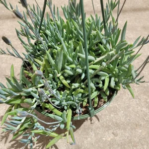 Senecio radicans Hybrid 'Fish Hooks' Succulent Live Plant - Trailing Succulent - Image 4