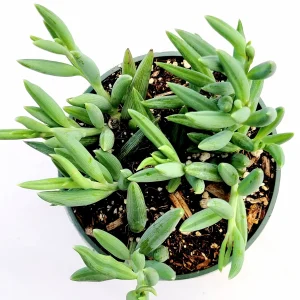 Senecio radicans Hybrid 'Fish Hooks' Succulent Live Plant - Trailing Succulent - Image 5