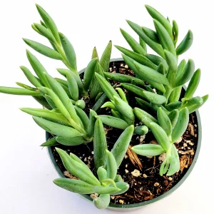 Senecio radicans Hybrid 'Fish Hooks' Succulent Live Plant - Trailing Succulent - Image 6