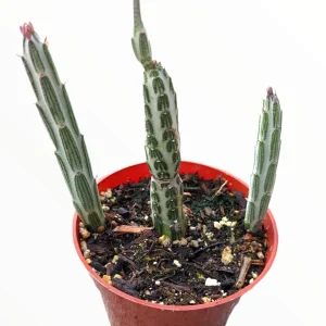 Senecio stapeliiformis Pickle Plant Succulent – Live Plant – Unique Form - Image 3