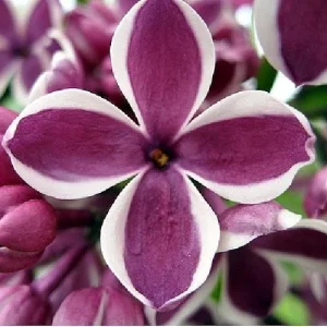 Sensation French Lilac Live Plant - Fragrant Purple & White Flowers - 4 inch Pot - Image 3