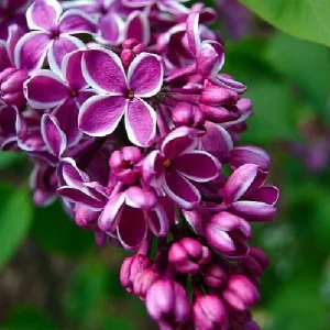 Sensation French Lilac Live Plant - Fragrant Purple & White Flowers - 4 inch Pot - Image 4