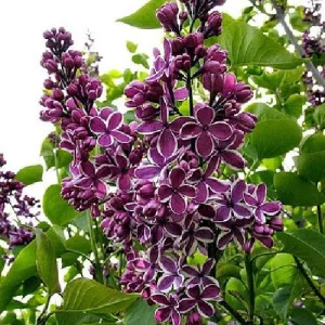 Sensation French Lilac Live Plant - Fragrant Purple & White Flowers - 4 inch Pot - Image 6