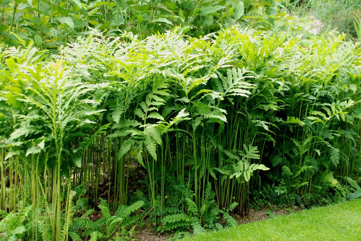 Sensitive Fern (Onoclea Sensibilis) Live Plant – 4 inch Pot – Outdoor Shade - Image 1