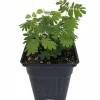 Sensitive Plant Mimosa Pudica - Live Houseplant - 4 inch Pot - Image 1