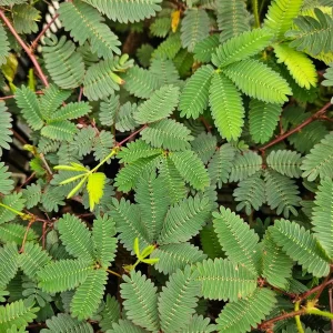 Sensitive Plant Mimosa Pudica - Live Houseplant - 4 inch Pot - Image 4