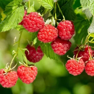 September Red Raspberry Starter Plug - Live Bare Root Plant - Rubus idaeus - Image 3
