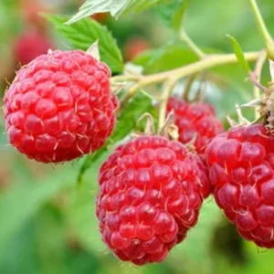 September Red Raspberry Starter Plug - Rubus idaeus - Cold Hardy Live Plant - Image 1