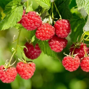 September Red Raspberry Starter Plug - Rubus idaeus - Cold Hardy Live Plant - Image 7