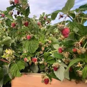 September Red Raspberry Starter Plug - Rubus idaeus Live Plant - Everbearing Berry - Image 8