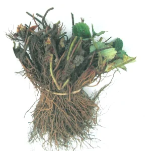 Sequoia Strawberry Plants - Bare Root - 5 to 1000 Count - Sweet Red Berries - Image 2