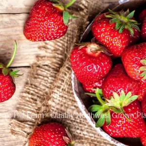 Sequoia Strawberry Plants - Bare Root - 5 to 1000 Count - Sweet Red Berries - Image 1