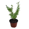 Serissa Foetida Live Plant – Japanese Snow Rose Bonsai – 4 inch Pot – Indoor Houseplant - Image 1