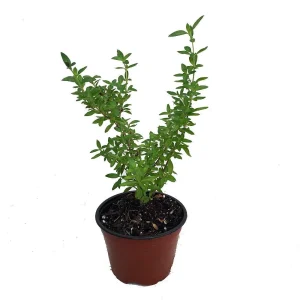 Serissa Foetida Live Plant – Japanese Snow Rose Bonsai – 4 inch Pot – Indoor Houseplant - Image 1