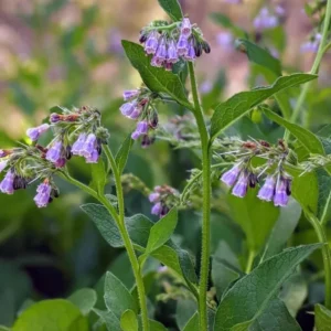 Set of 10 True Comfrey Plant Roots, Bocking 14 Variety, Perennial Herb, 4 Inch - Image 10
