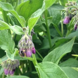 Set of 10 True Comfrey Plant Roots, Bocking 14 Variety, Perennial Herb, 4 Inch - Image 2