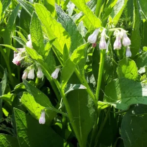 Set of 10 True Comfrey Plant Roots, Bocking 14 Variety, Perennial Herb, 4 Inch - Image 4