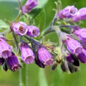 Set of 10 True Comfrey Plant Roots, Bocking 14 Variety, Perennial Herb, 4 Inch - Image 5