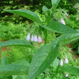 Set of 10 True Comfrey Plant Roots, Bocking 14 Variety, Perennial Herb, 4 Inch - Image 6