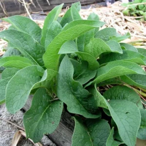 Set of 10 True Comfrey Plant Roots, Bocking 14 Variety, Perennial Herb, 4 Inch - Image 7